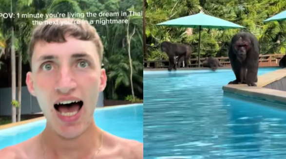 ¡Perseguido por monos! Joven vive vacaciones de terror en Tailandia: VIDEO