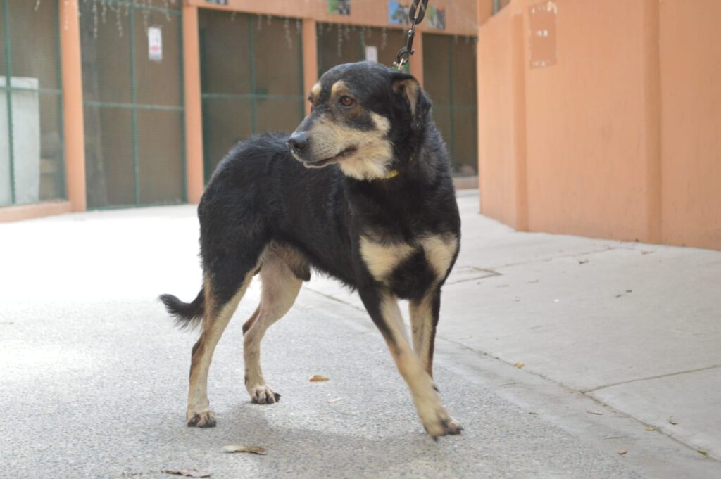 ¿Buscas una mascota? Asiste a la nueva jornada de adopción de perritos y gatitos este sábado 15 de marzo