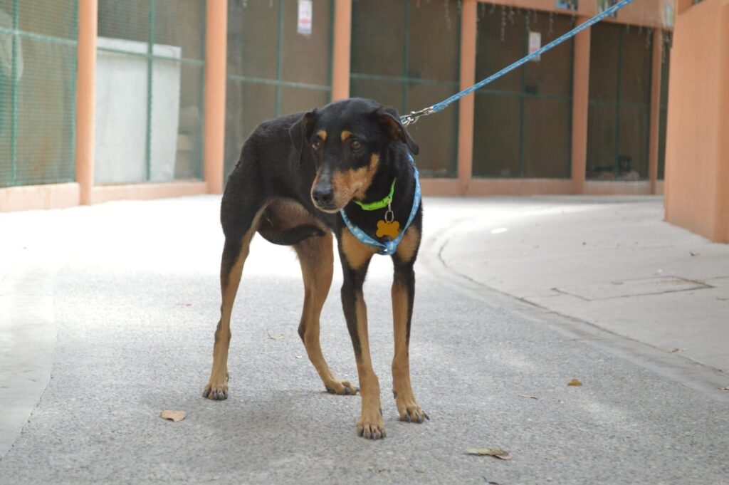 ¿Buscas una mascota? Asiste a la nueva jornada de adopción de perritos y gatitos este sábado 15 de marzo