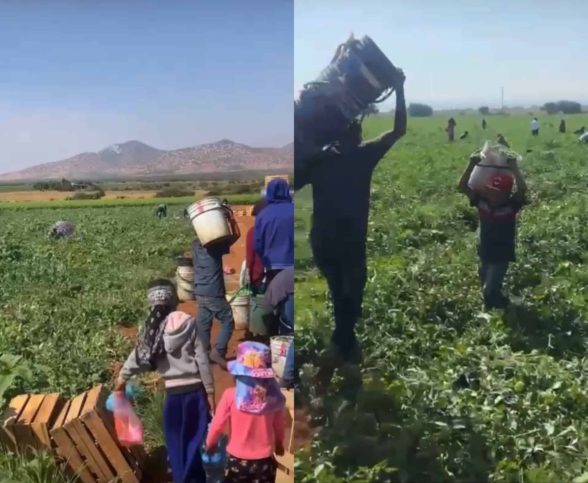 Niños realizan labores del campo en Zacatecas