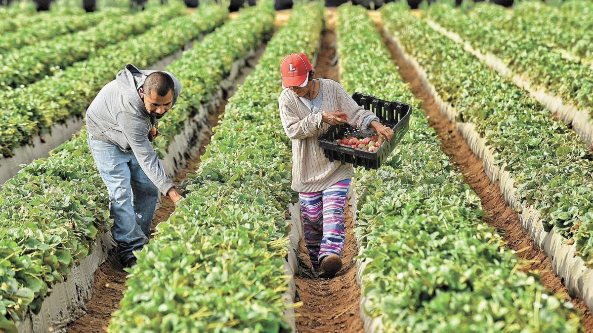 ¿Te gustaría trabajar en EU? Abren vacantes agrícolas en Minnesota; estos son los requisitos