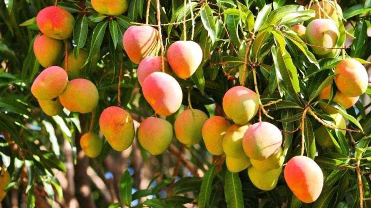 USDA establece exigencias en mango