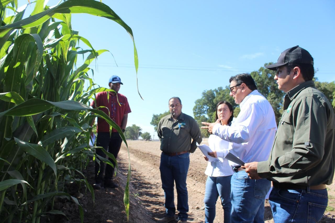 El presidente de la AARSP y personal de CIMMYT en un campo de cultivo de maíz y trigo 