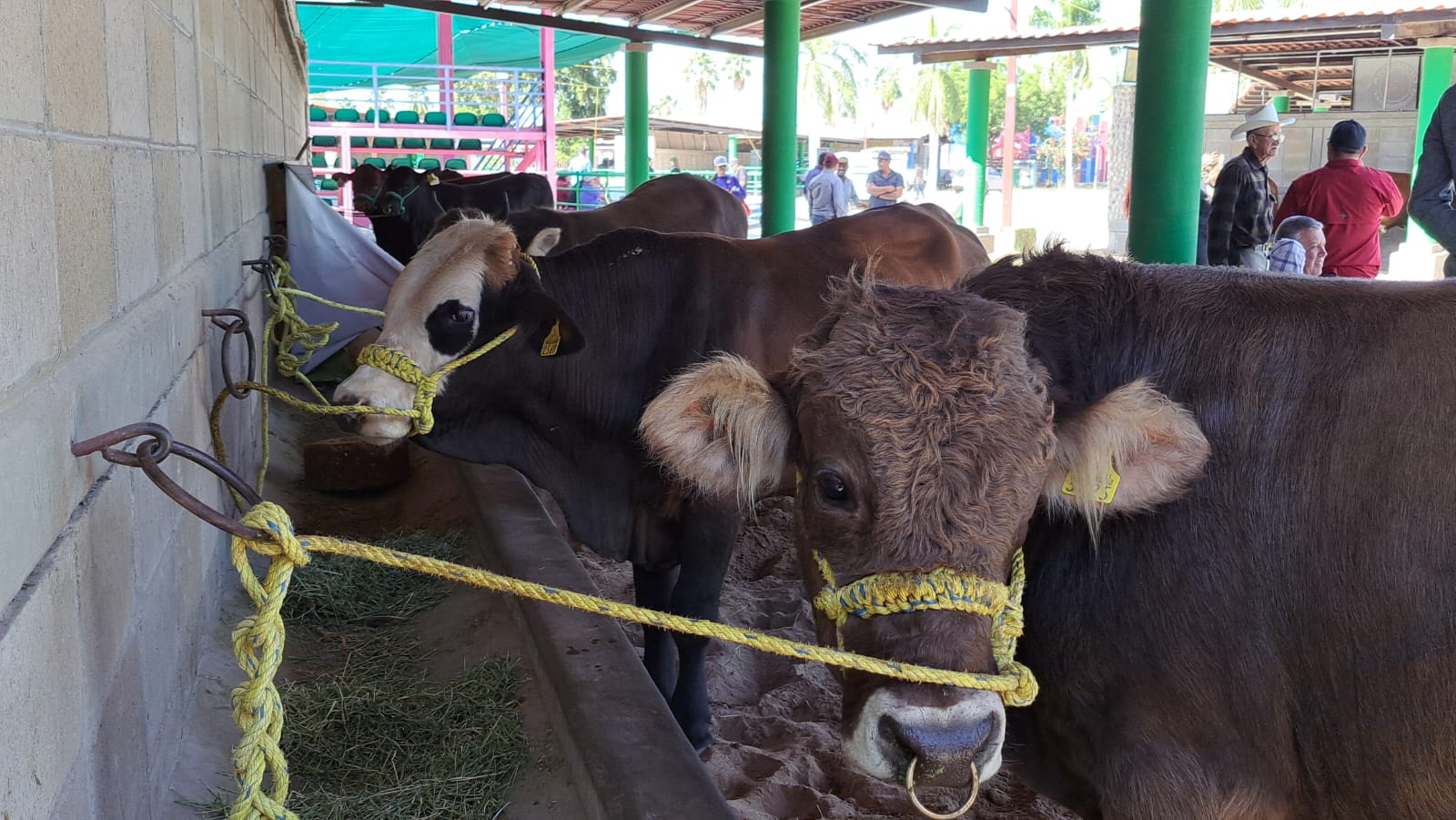 ganadería en centro de sinaloa