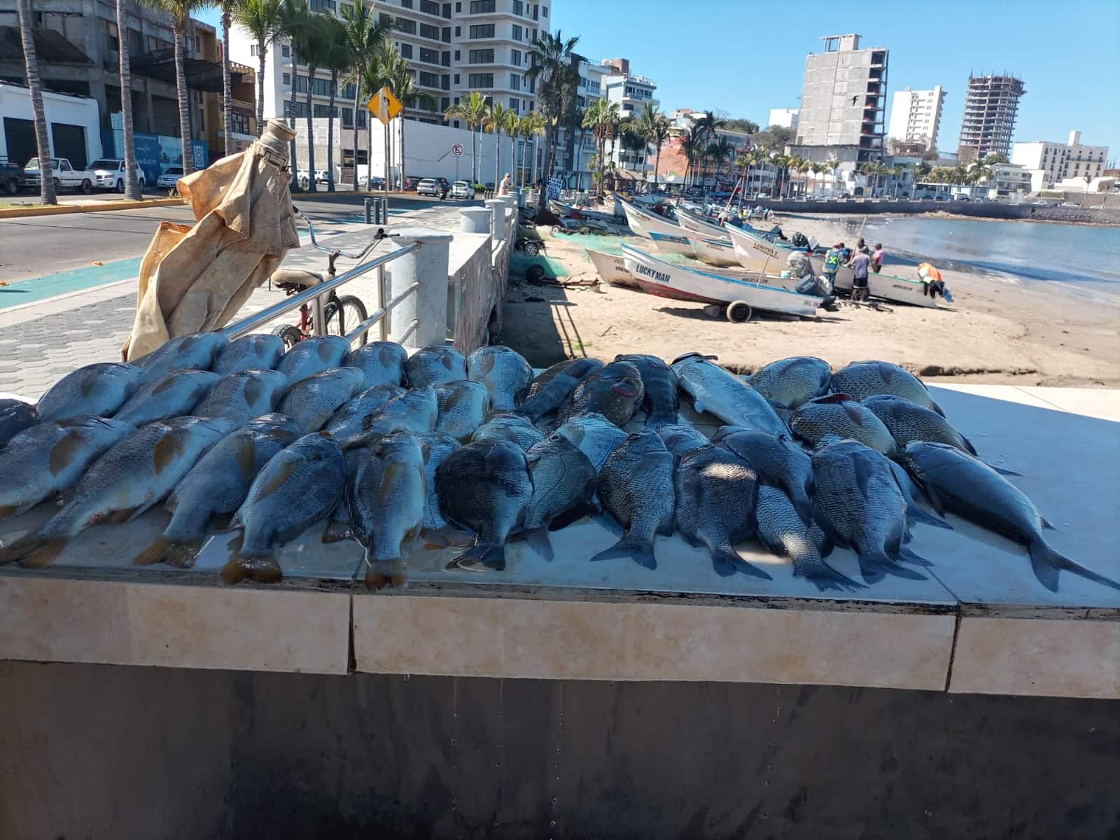 venta de pescado (4)