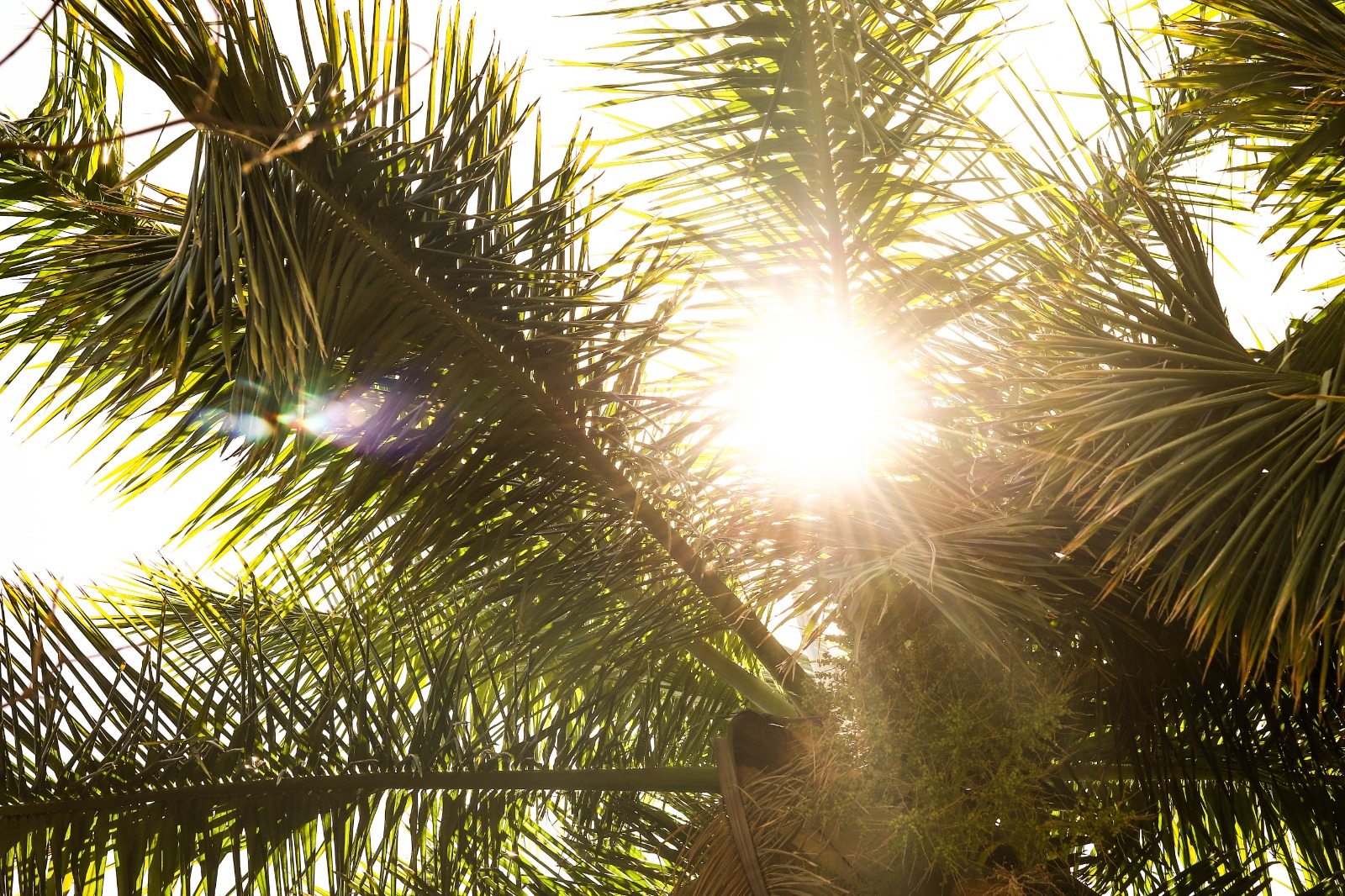 Palmera y sol de fondo.