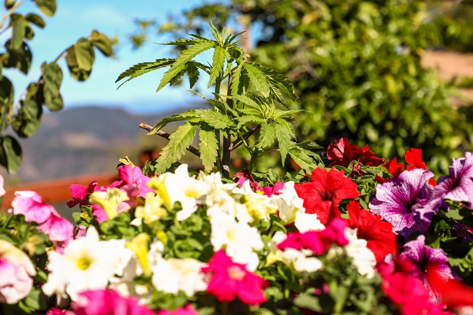 Flores recibiendo sol directo.