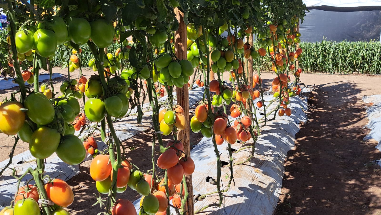 Cultivo de tomate en campo sinaloense.