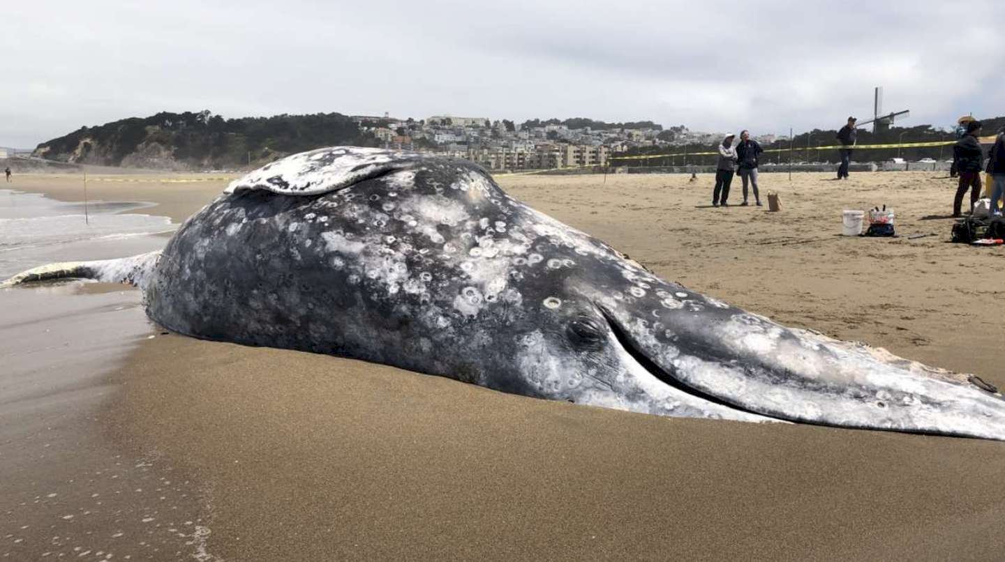 Alarma en costas mexicanas 91 ballenas grises muertas en lo que va de 2025