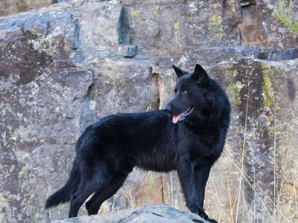 Alertan en México sobre casos de gusano barrenador en perros domésticos