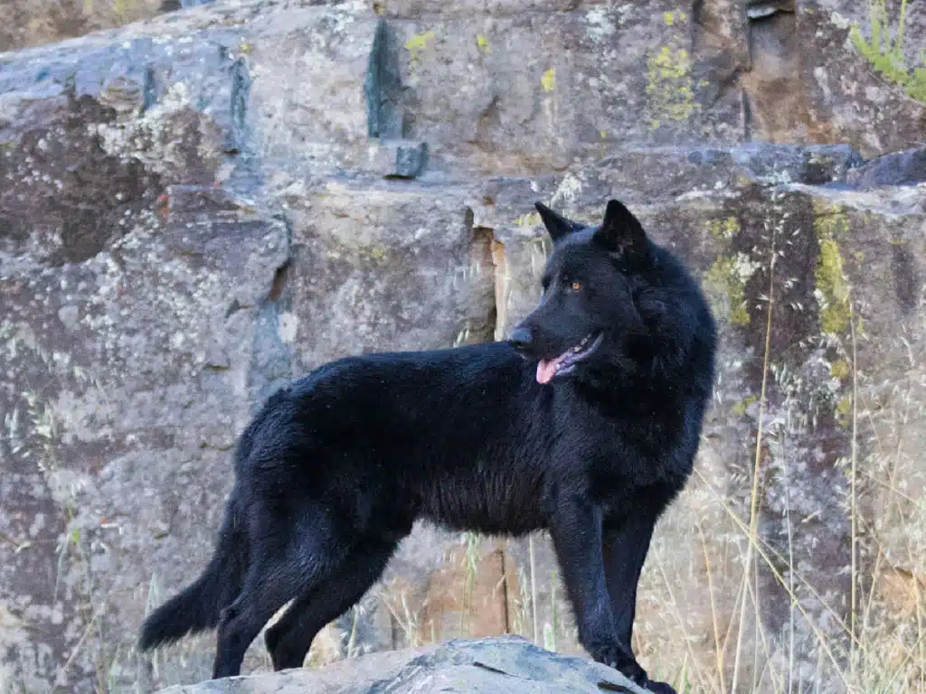 Alertan en México sobre casos de gusano barrenador en perros domésticos