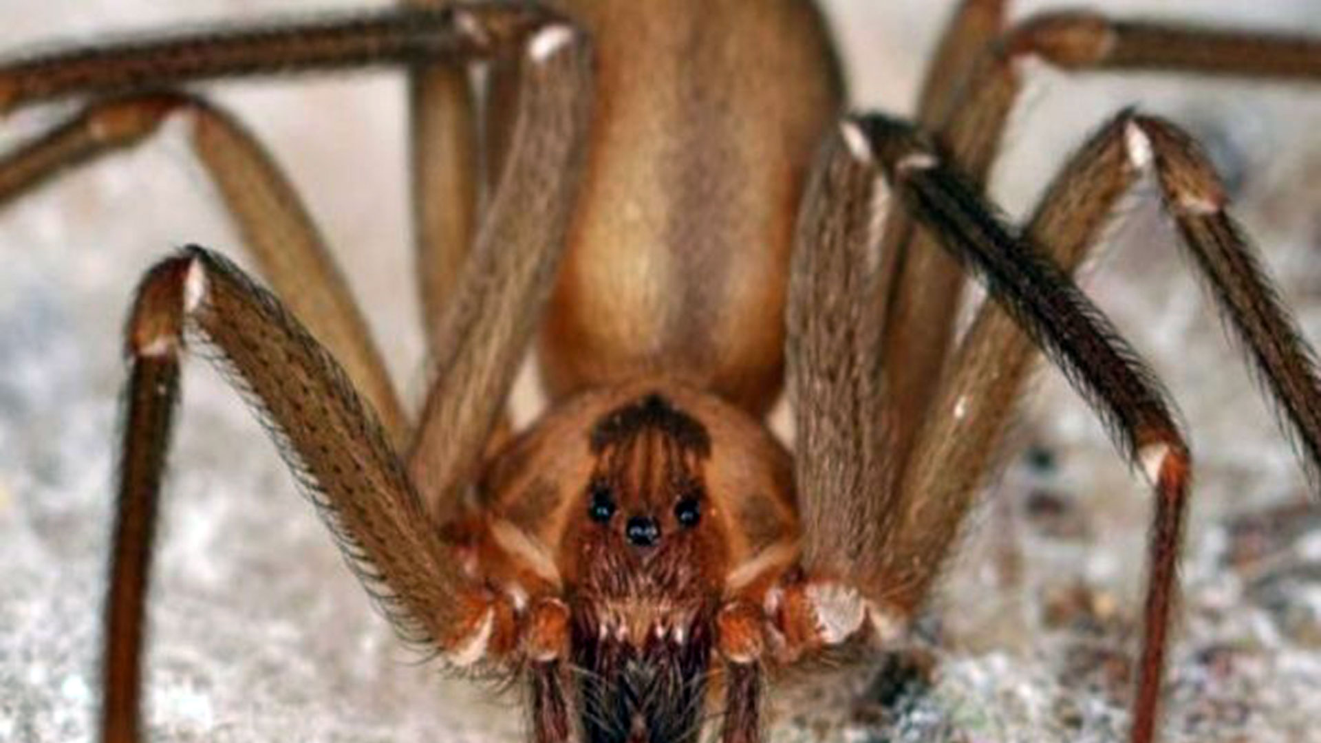 ¿Cómo identificar la picadura de una araña violinista y qué puede provocar si no se atiende?