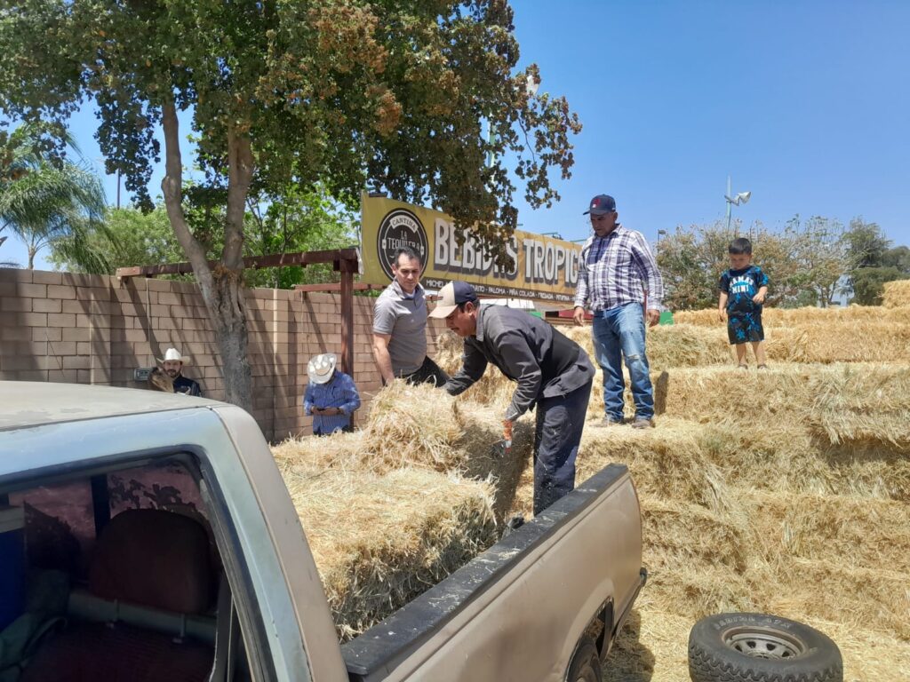 Arranca entrega de pacas de forraje a ganaderos de Culiacán