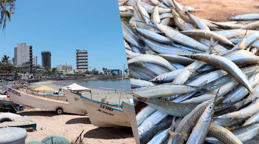 Bajas capturas de pajarito en Playa Norte