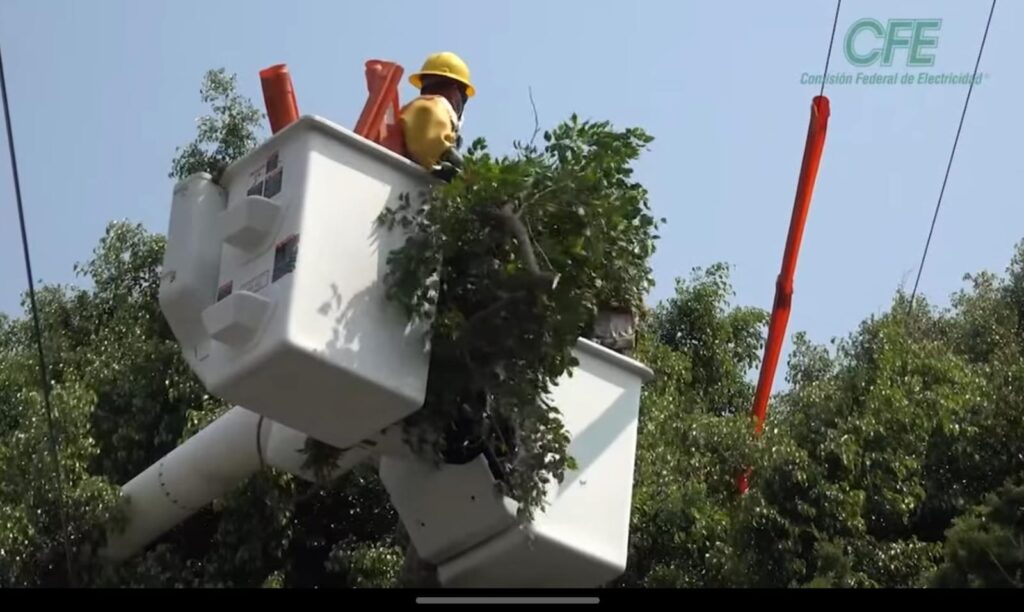 CFE podará más de 37 mil árboles en Guasave