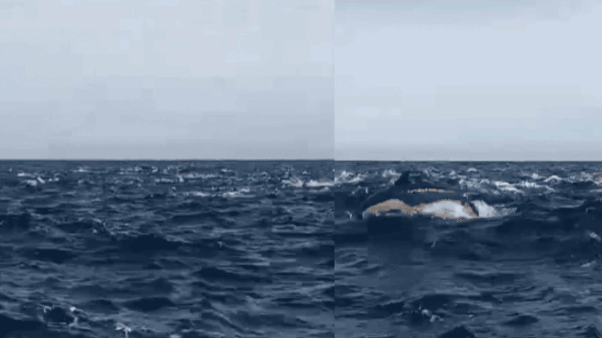 Captan a manada de delfines frente a la playa Las Salinas en Ahome