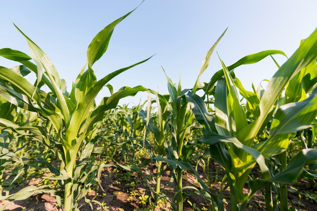 Coberturas agrícolas comienzan a rendir frutos