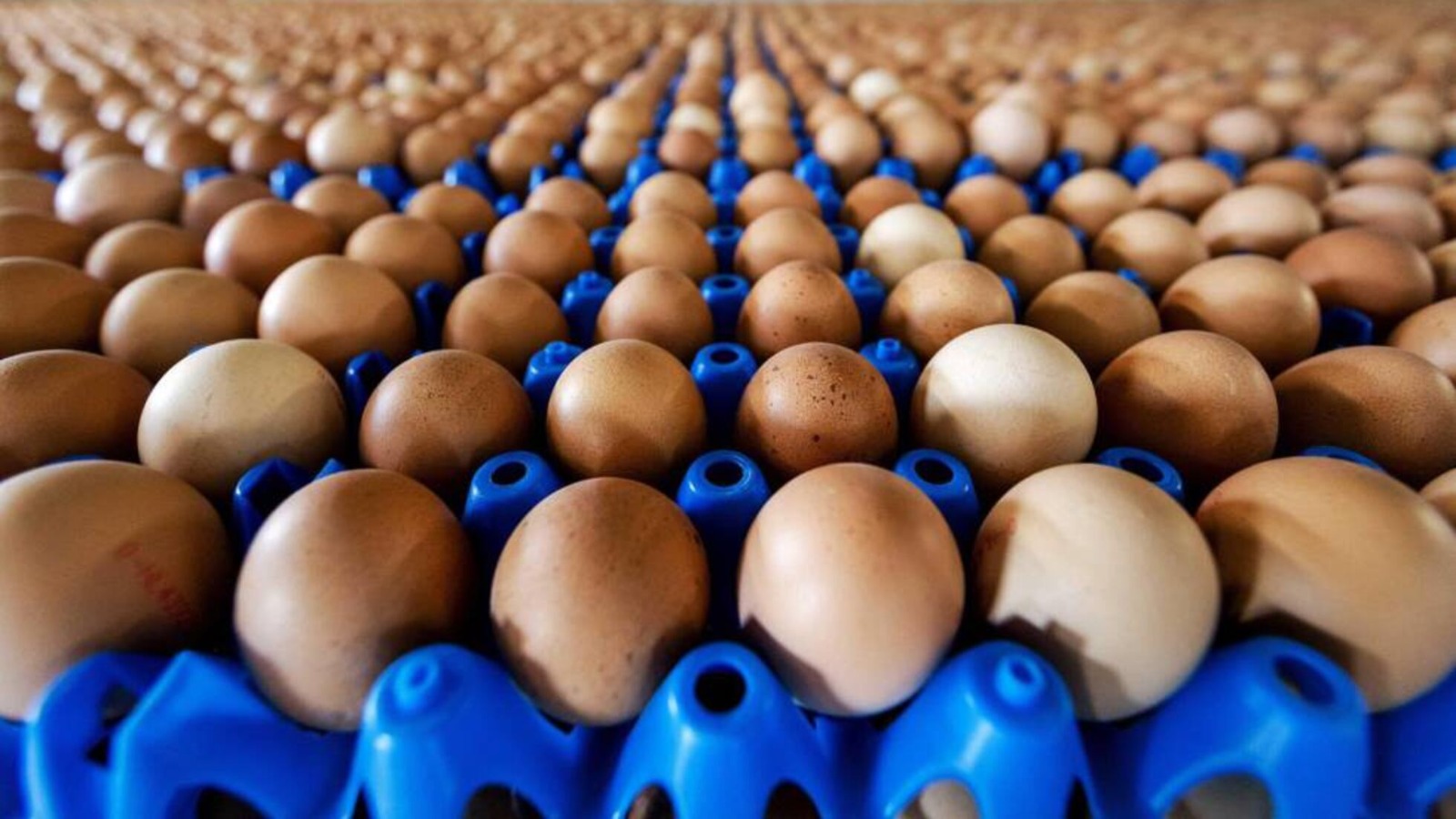 Coepriss asegura 27 mil huevos contaminados en Mazatlán
