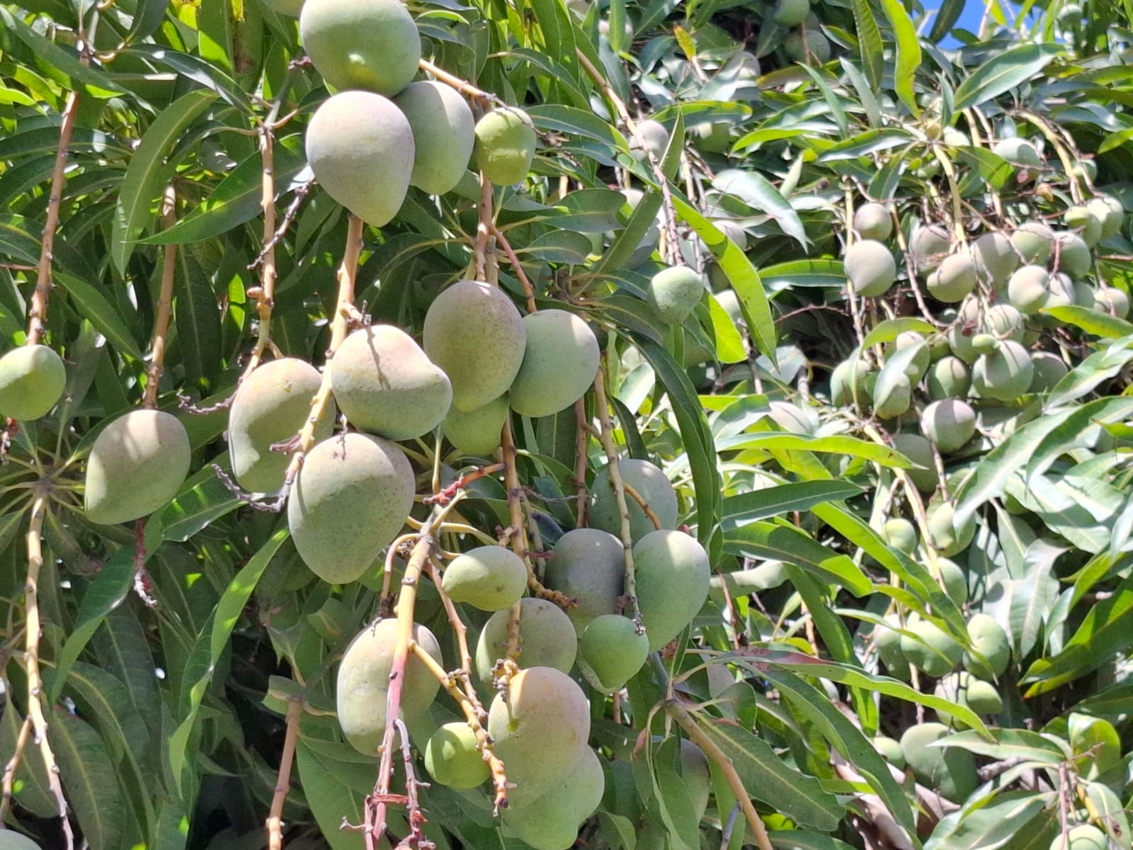 Corte de mango Ataulfo entre los productores del sur de Sinaloa
