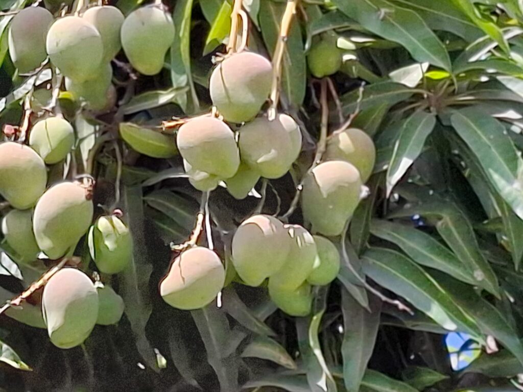 Corte de mango Ataulfo entre los productores del sur de Sinaloa