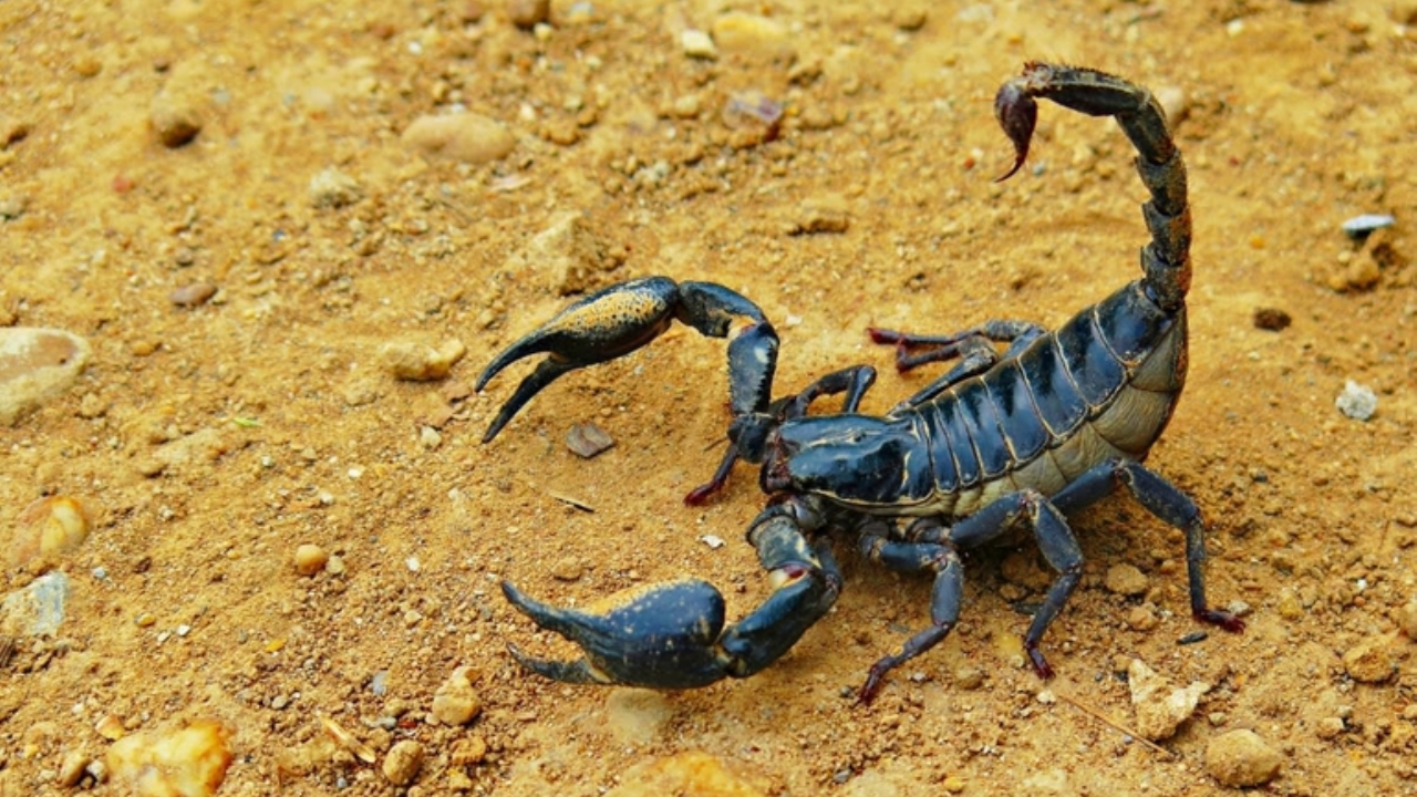 Ejemplar de escorpión