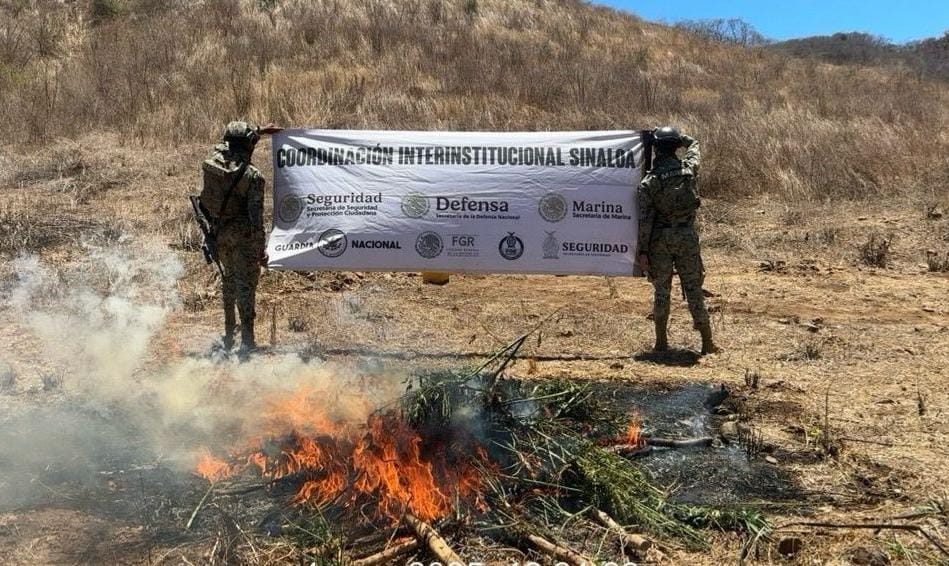 Destrucción de mariguana en Choix