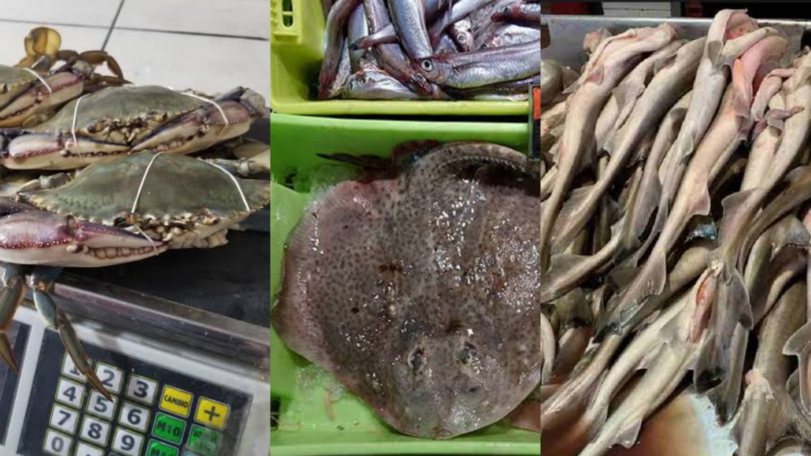 Entra en vigor la veda de la jaiba, tiburón y mantarraya