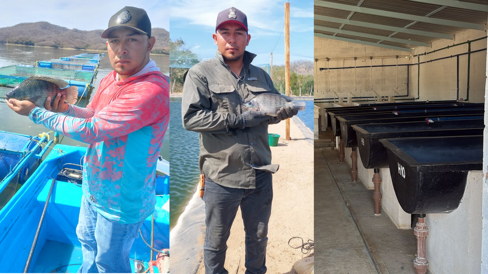 Entregan a productores más de 4 millones de alevines para resiembra en presas del sur de Sinaloa