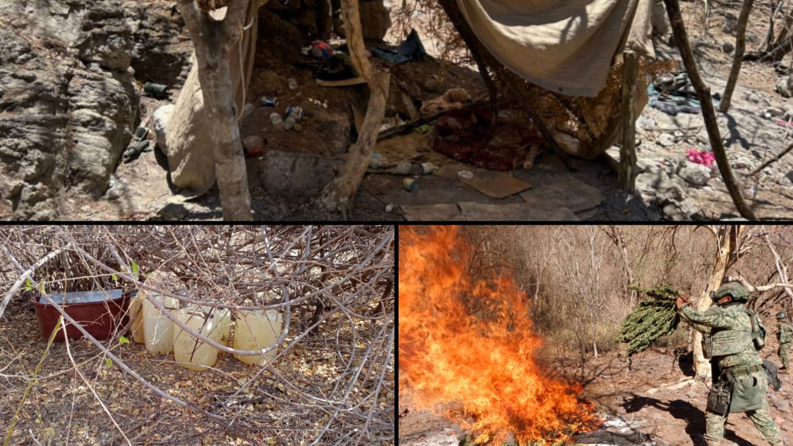 Estatales y federales aseguran campamento clandestino y destruyen secadero de mariguana en Cosalá