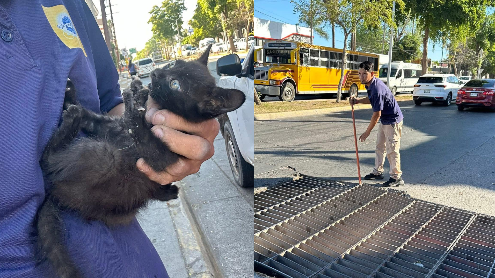 Héroe anónimo rescata a un gato atrapado en alcantarilla pluvial en Los Mochis