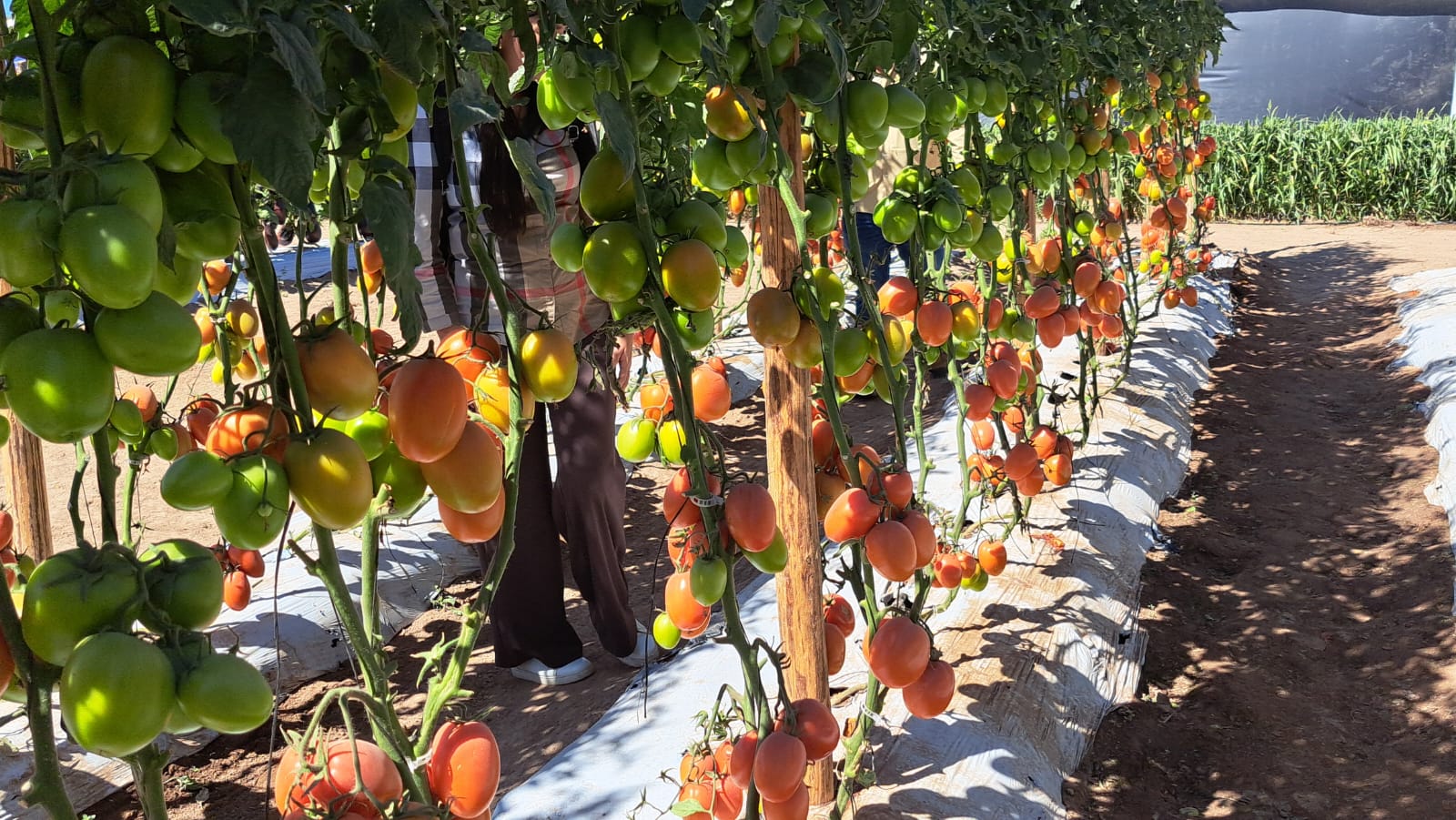Horticultores cumplen con la destrucción de la soca para controlar plagas en Sinaloa
