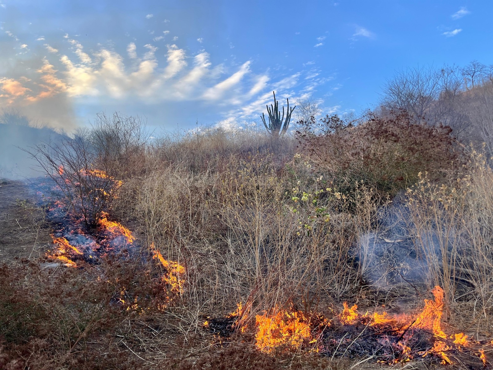 Incendios forestales en Choix dejando afectaciones.