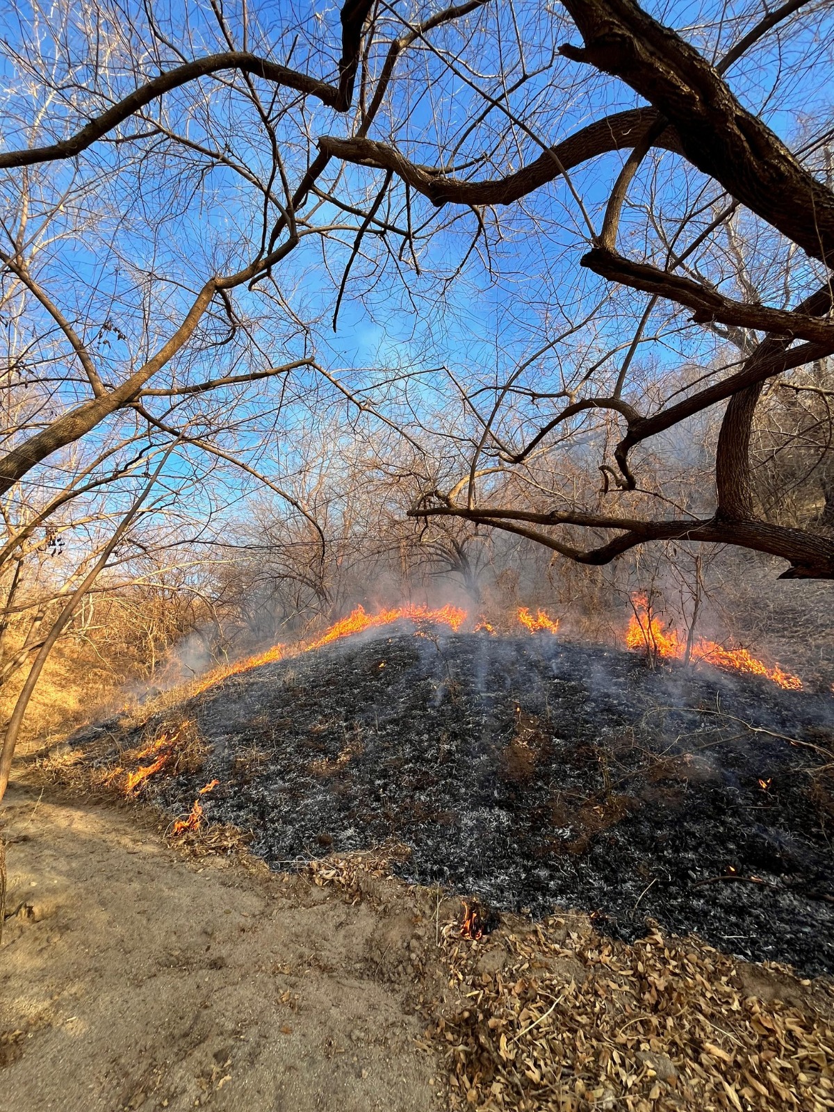 Incendios forestales en Choix dejando afectaciones.