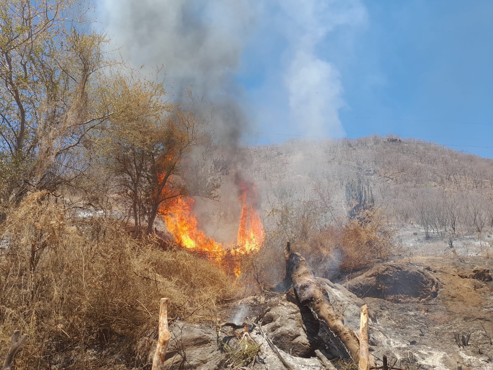Incendios forestales en Choix dejando afectaciones.