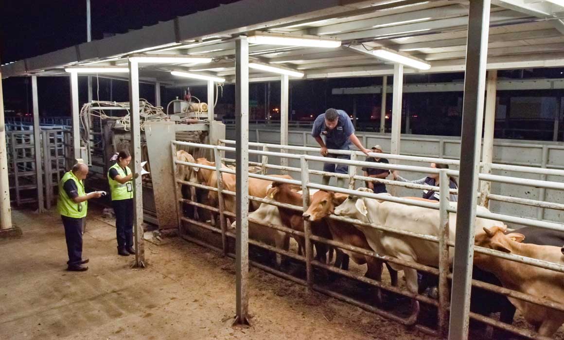 Inspeccionará EU medidas de México contra el gusano barrenador antes de reabrir mercado ganadero