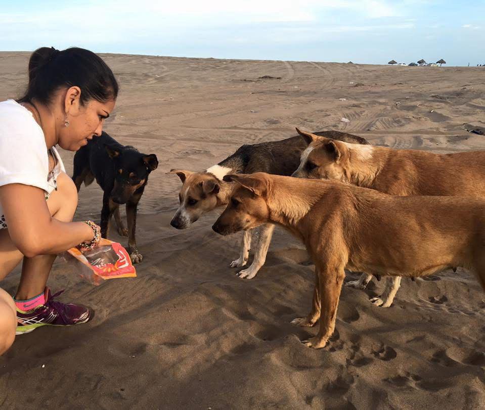 Jauría de perros y gatos abundan en Las Glorias