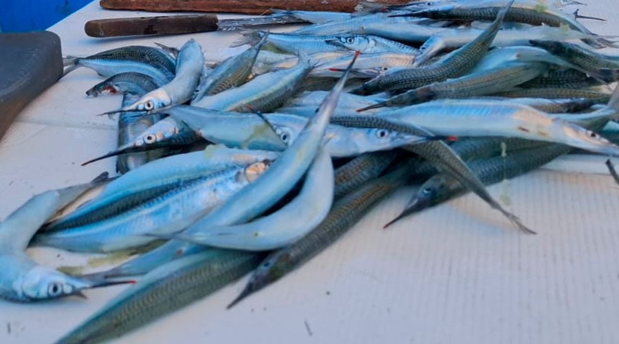 Llegan pajaritos a costas de Mazatlán