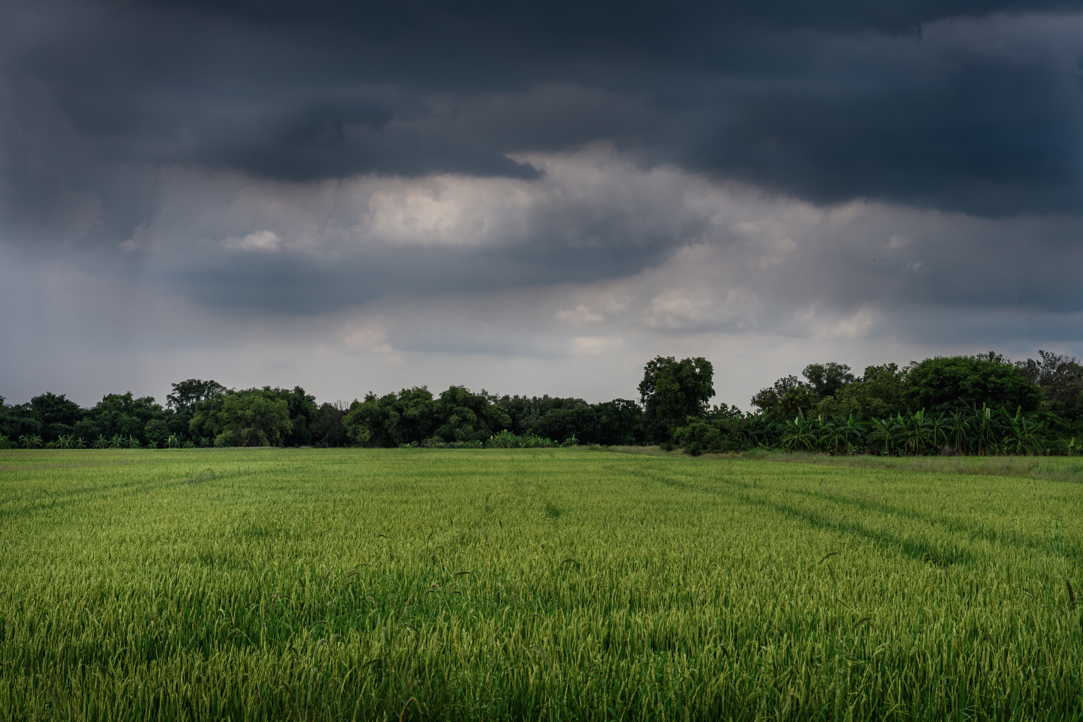 Lluvia en el campo