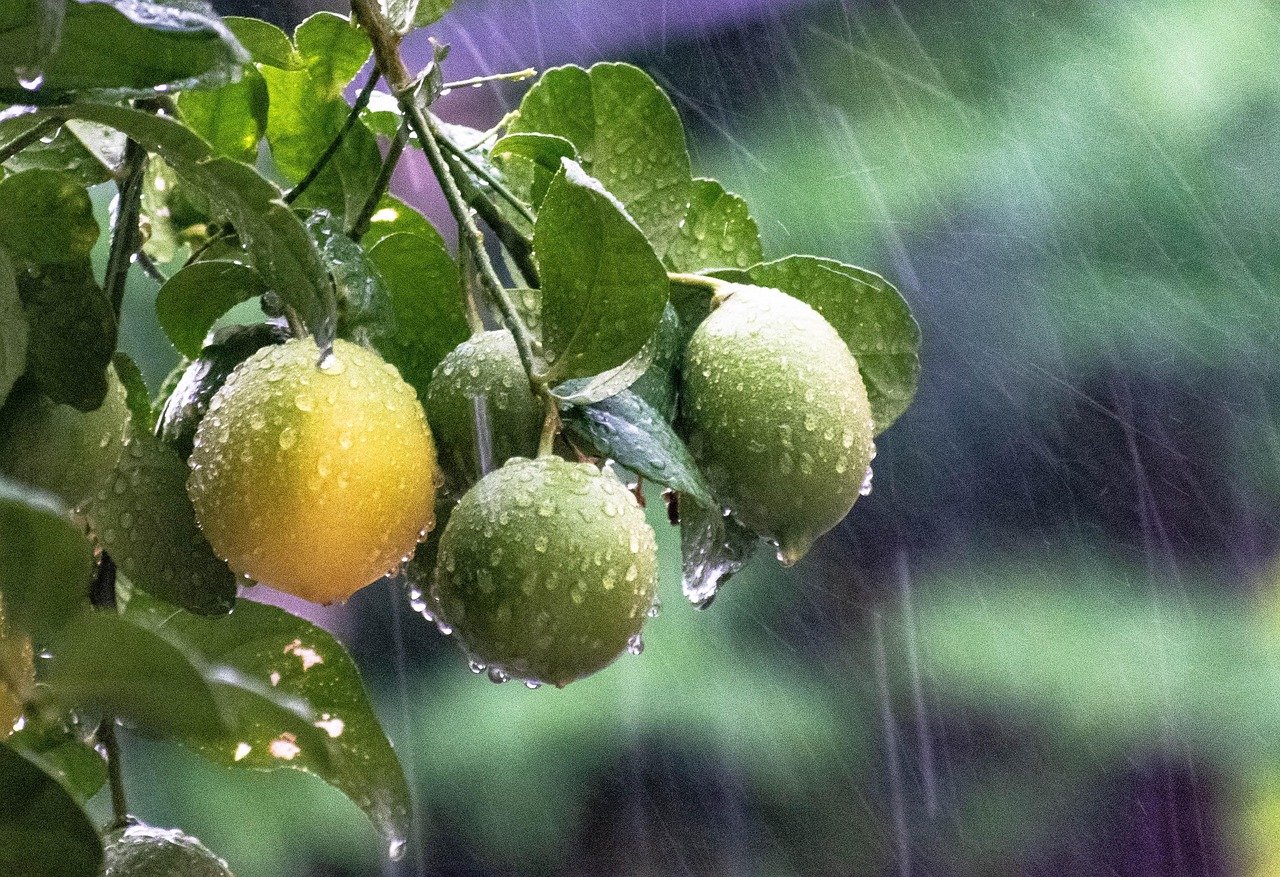 Lluvias hortalizas campo agua Sinaloa