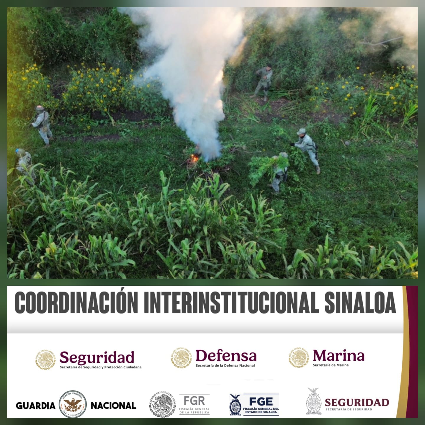 Localizan y destruyen plantío de mariguana en El Dique, Culiacán