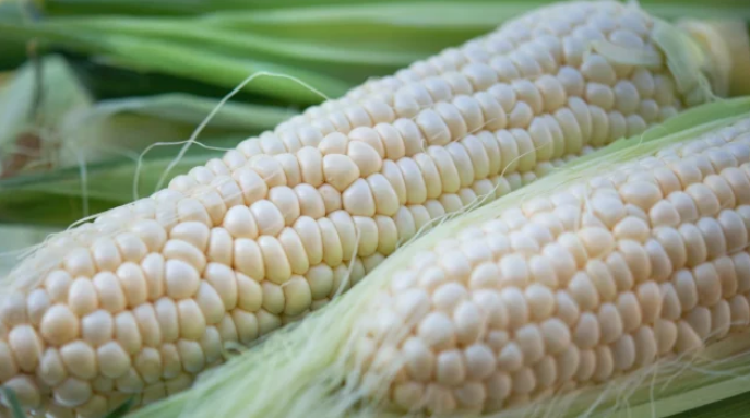 ¡Por primera vez en tres décadas! Producción de maíz blanco en México no cubre la demanda nacional