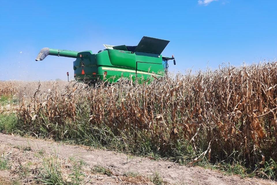 Productores de Sinaloa enfrentan trillas con incertidumbre