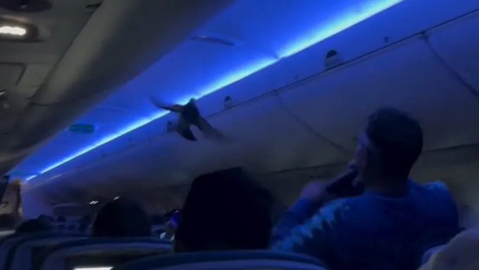 VIDEO: ¡Caos a bordo! Palomas irrumpen y provocan retraso en vuelo de Delta Airlines