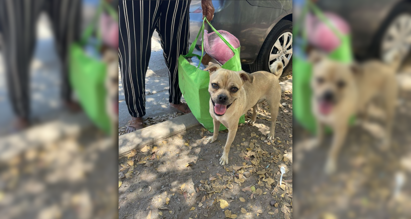 Buscan a dueño de perrito