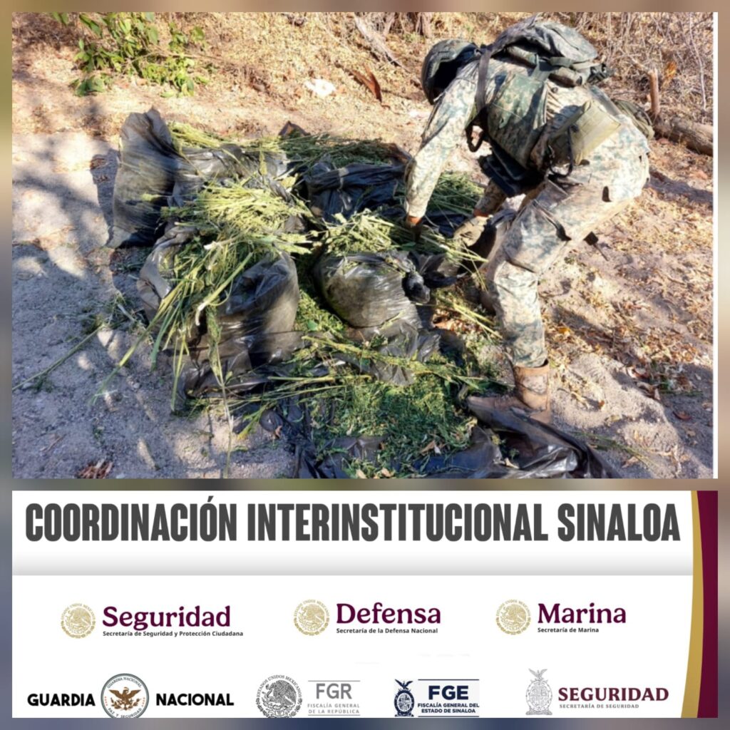 Personal militar asegura casi una tonelada de mariguana en tambos y bolsas de plástico en Culiacán