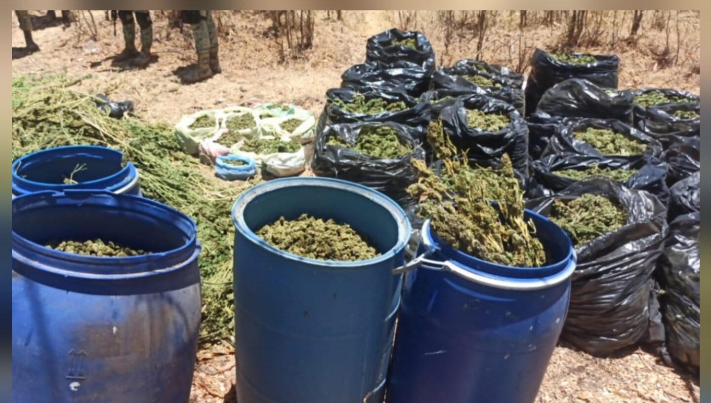 Personal militar asegura casi una tonelada de mariguana en tambos y bolsas de plástico en Culiacán