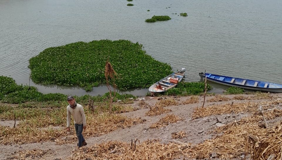 Pescadores de la presa El Varejonal se autovedan por baja captura de tilapia