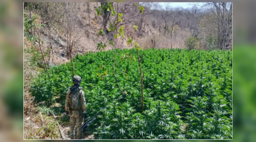 Personal de Defensa en el plantío de mariguana localizado.