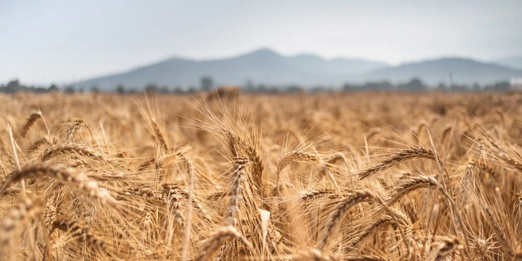 Campo de cultivo de trigo