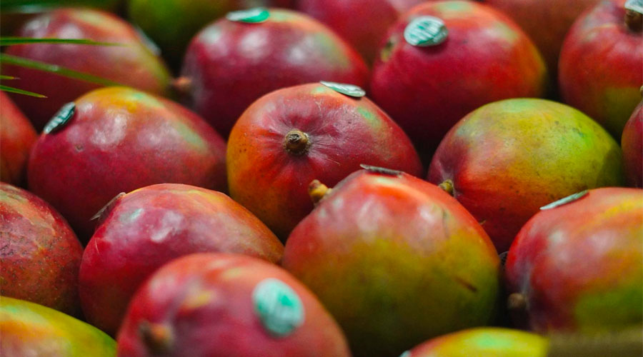 Mango producido en Sinaloa